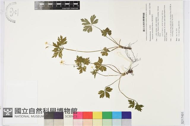 匍枝銀蓮花藏品圖，第1張