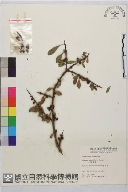 小葉鼠李藏品圖，第1張