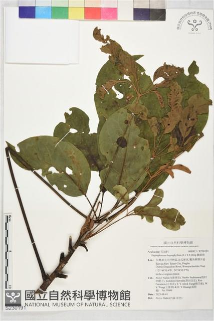 鵝掌柴藏品圖，第1張