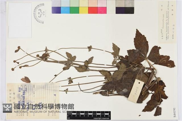 秋牡丹藏品圖，第1張