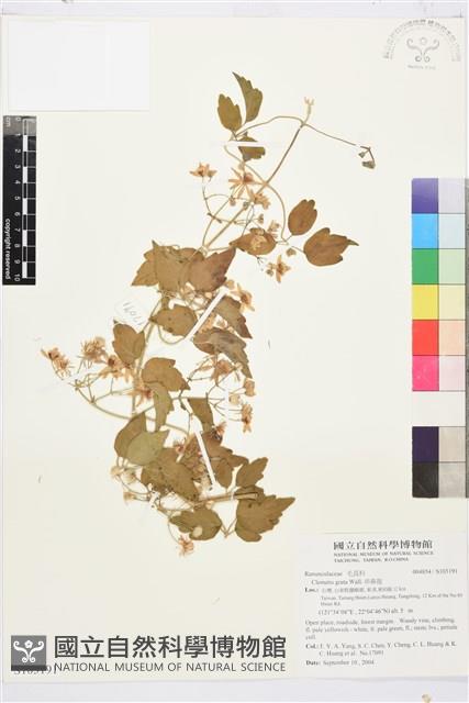 串鼻龍藏品圖，第1張