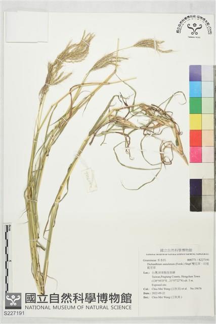 雙花草、印度藍莖草藏品圖，第1張