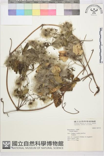 葡萄葉鐵線蓮藏品圖，第1張