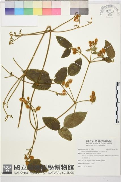 銹毛鐵線蓮藏品圖，第1張