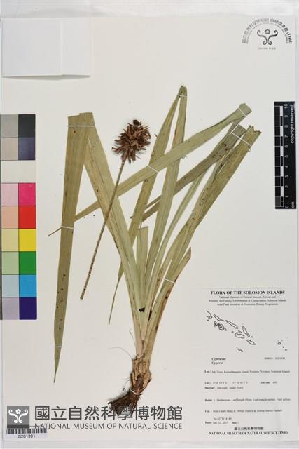 Accession Number:S201391 Collection Image