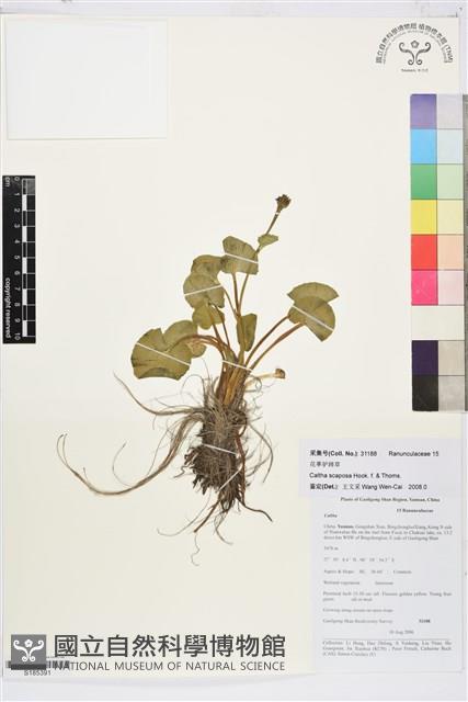 花葶驢蹄草藏品圖，第1張