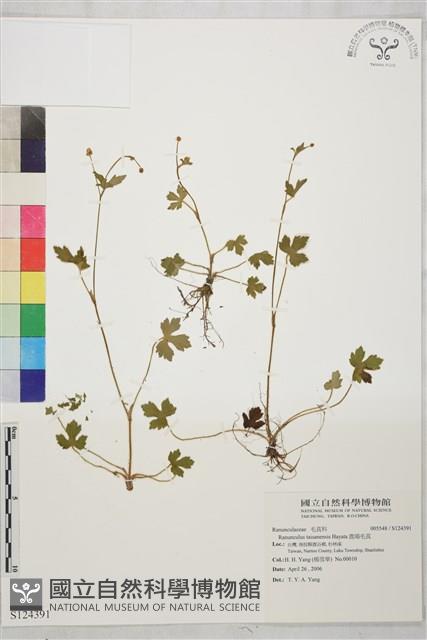 鹿場毛茛藏品圖，第1張