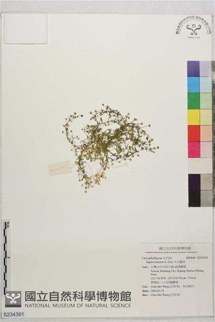 大瓜槌草藏品圖，第1張