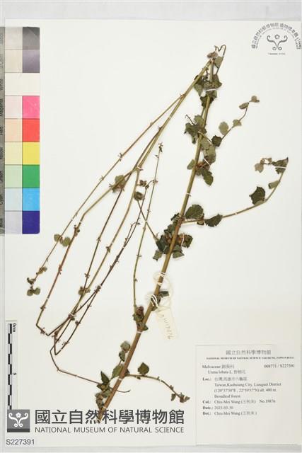 Cadilio Collection Image