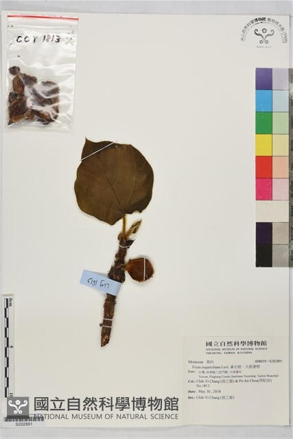 黃毛榕、大赦婆榕藏品圖，第1張