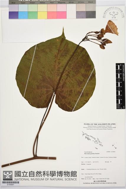 登錄號:S195891藏品圖，第1張