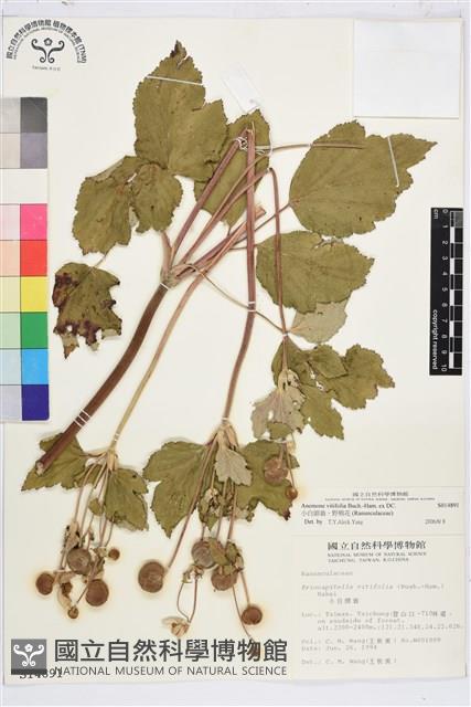 小白頭翁、野棉花藏品圖，第1張