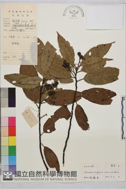 長柄鼠李藏品圖，第1張