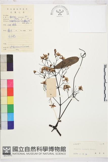 柱果鐵線蓮藏品圖，第2張