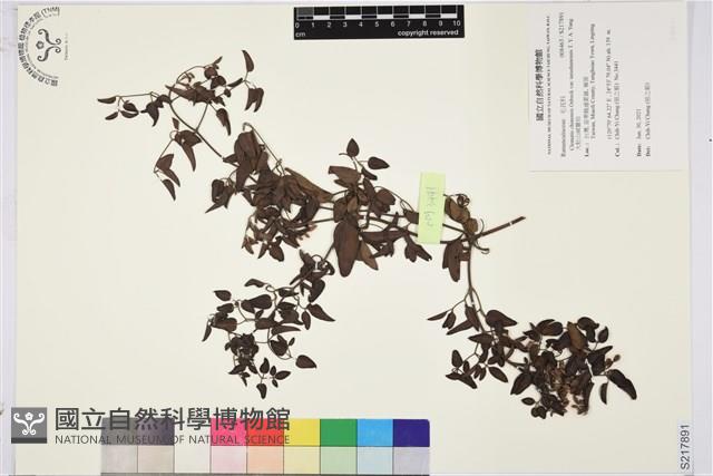 大肚山威靈仙藏品圖，第1張