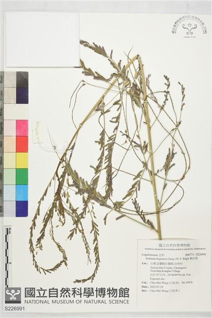 刺田菁藏品圖，第1張