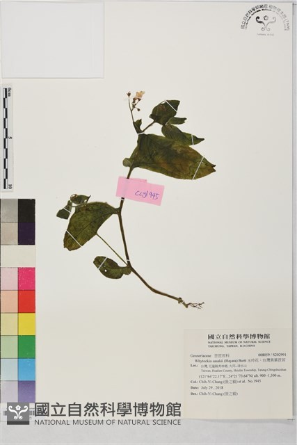 玉玲花、台灣異葉苣苔藏品圖，第1張