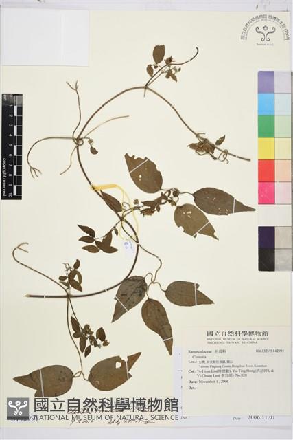 臺灣鐵線蓮藏品圖，第2張