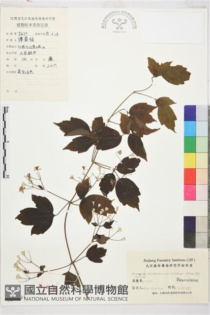 鈍齒鐵線蓮藏品圖，第1張