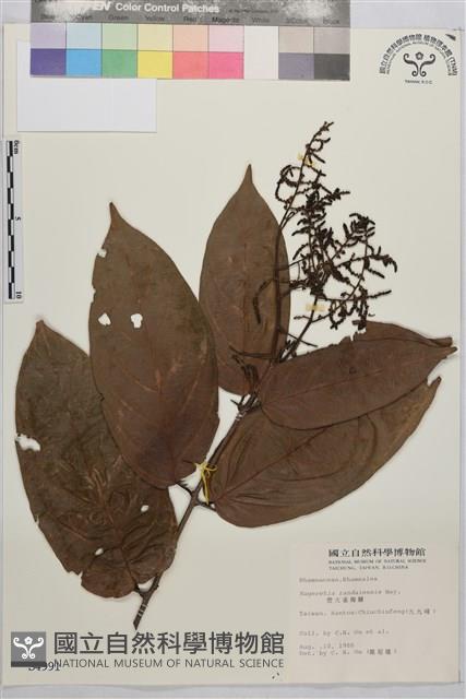 巒大雀梅藤藏品圖，第2張