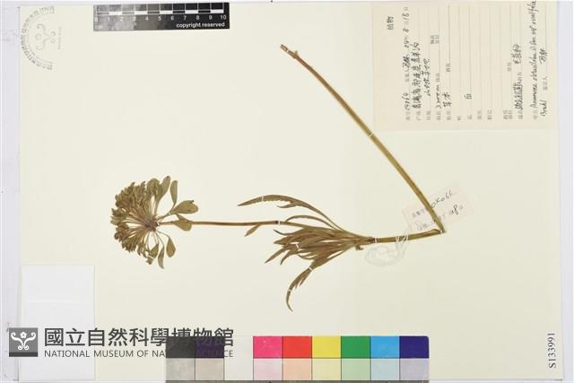 疏齒銀蓮花藏品圖，第1張