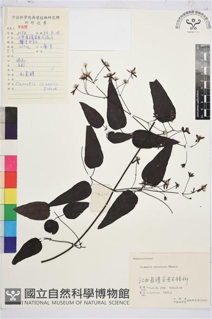 威靈仙藏品圖，第1張