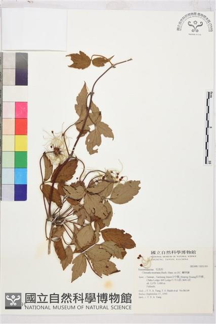 繡球藤藏品圖，第1張