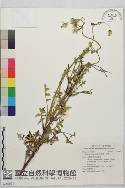 苦滇菜、苦菜藏品圖，第1張