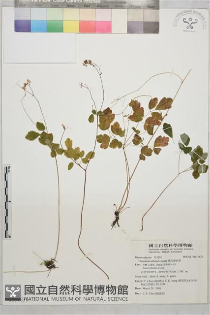 傅氏唐松草藏品圖，第1張