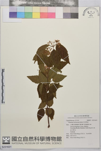 呂宋莢迷藏品圖，第1張