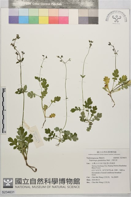 三萼花草藏品圖，第1張