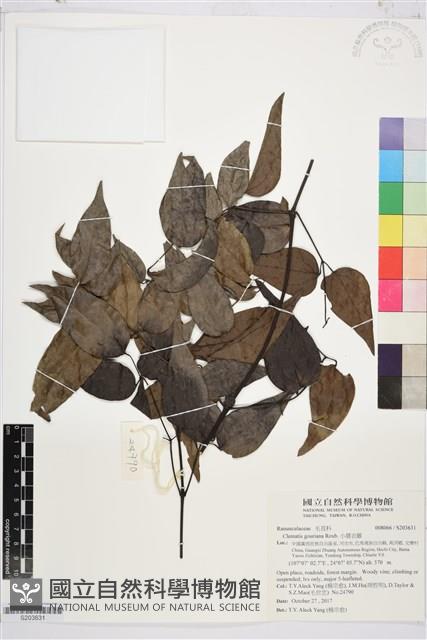 登錄號:S203631藏品圖，第1張