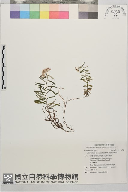 細葉鼠麴草藏品圖，第1張