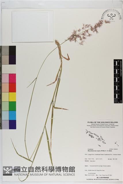 紅毛草藏品圖，第1張