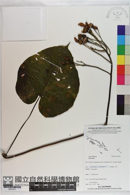 登錄號:S201031藏品圖，第1張