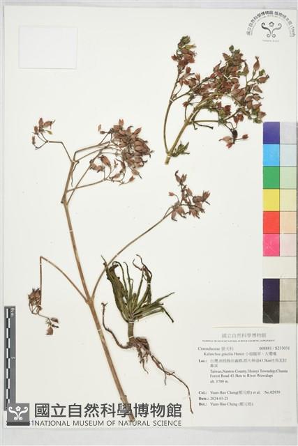 小燈籠草、大還魂藏品圖，第1張