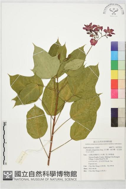 日日櫻、南洋櫻、紅花假巴豆火漆木藏品圖，第1張