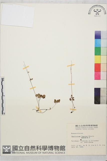 臺灣唐松草、臺灣鐵大烏藏品圖，第1張