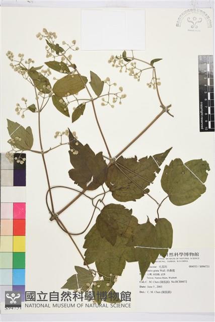 串鼻龍藏品圖，第1張