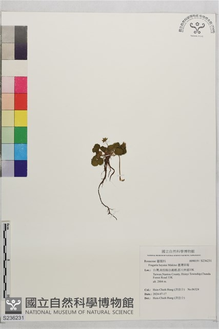 臺灣草莓藏品圖，第1張