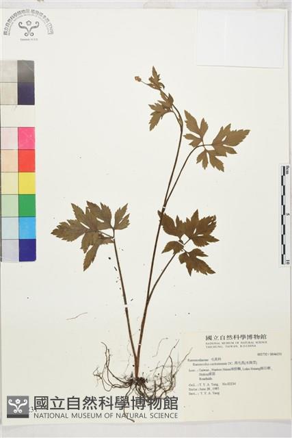 Accession Number:S046231 Collection Image