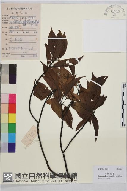 長柄鼠李藏品圖，第1張