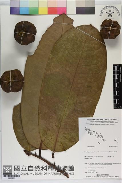 登錄號:S200231藏品圖，第1張