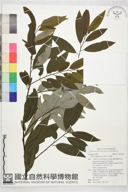 山胡椒藏品圖，第1張
