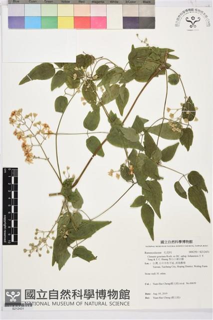 梨山小蓑衣藤藏品圖，第1張