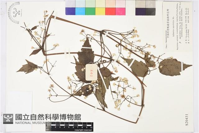 女萎藏品圖，第1張