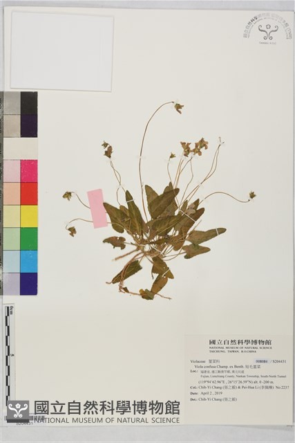 短毛堇菜藏品圖，第1張