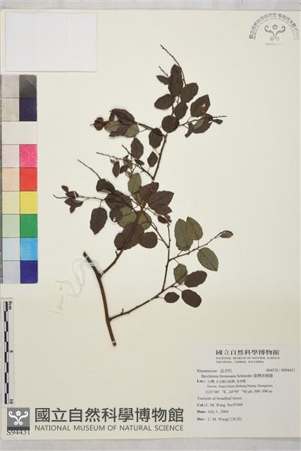 臺灣黃鱔藤藏品圖，第1張