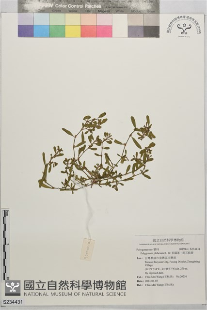 假萹蓄、節花路蓼藏品圖，第1張