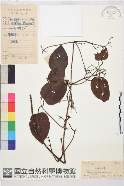 麥氏鐵線蓮藏品圖，第2張